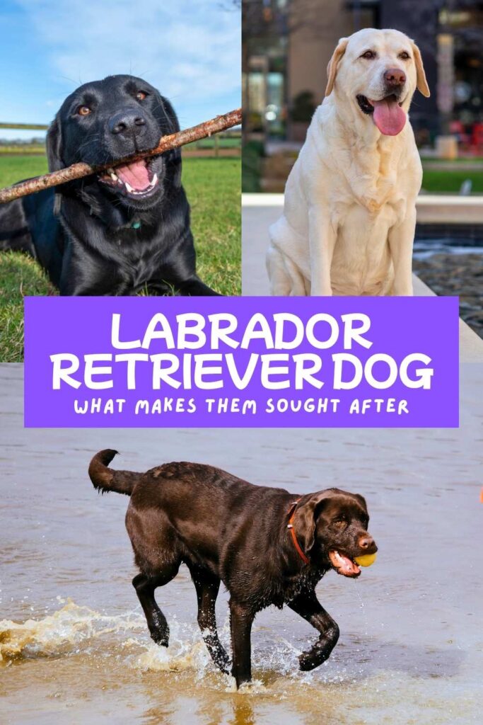 collage of three photos of labradors