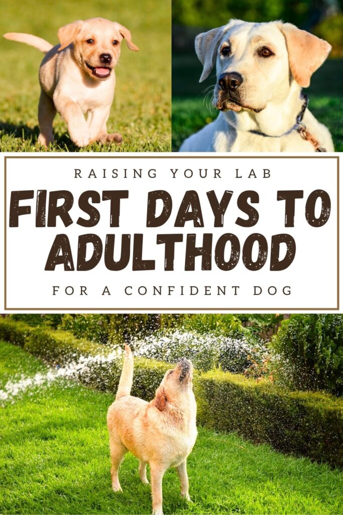 collage of three photos of yellow Lab puppies with text overlay that reads: raising your lab first days to adulthood