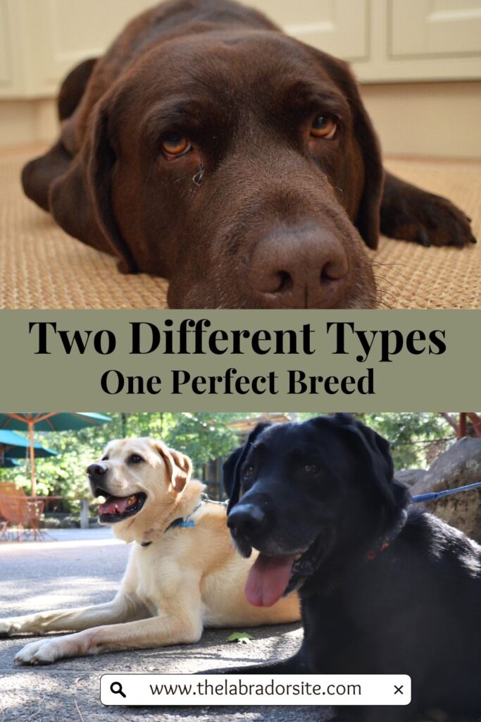 two photos of Labrador Retrievers with text overlay that reads: Two different types. One parent breed