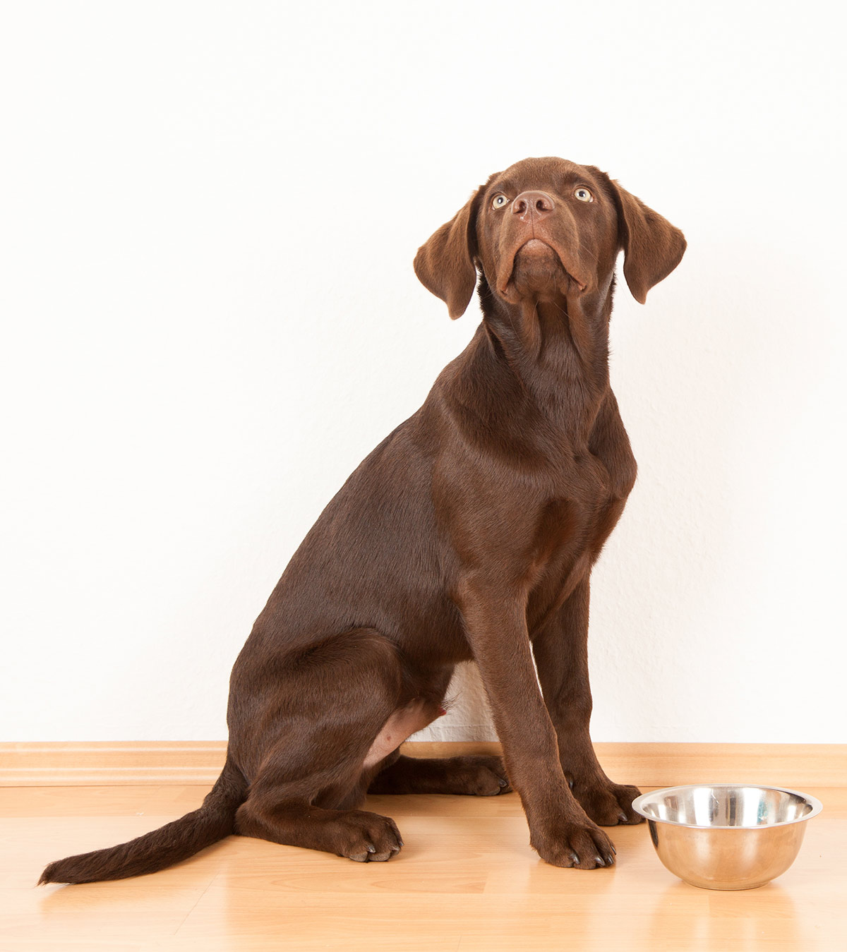 best large breed puppy food