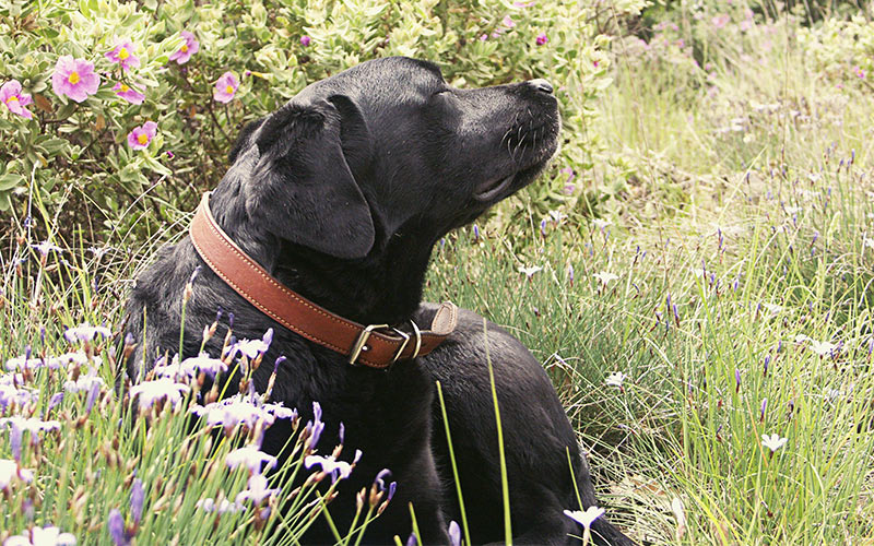 Best Leather Dog Collars For Labs and Other Large Breeds
