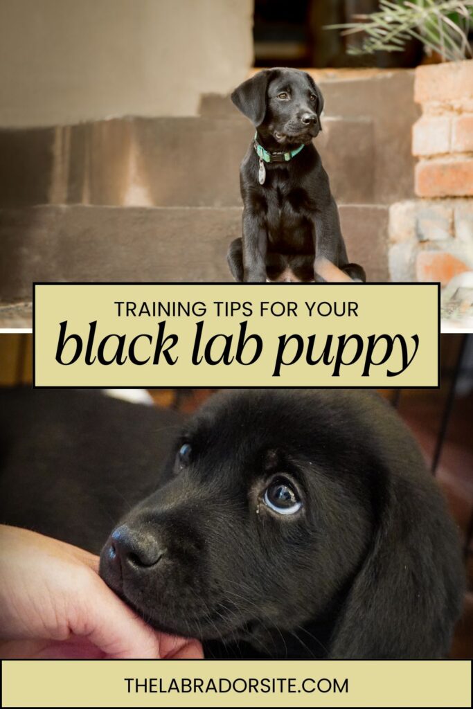 photos of black lab puppies