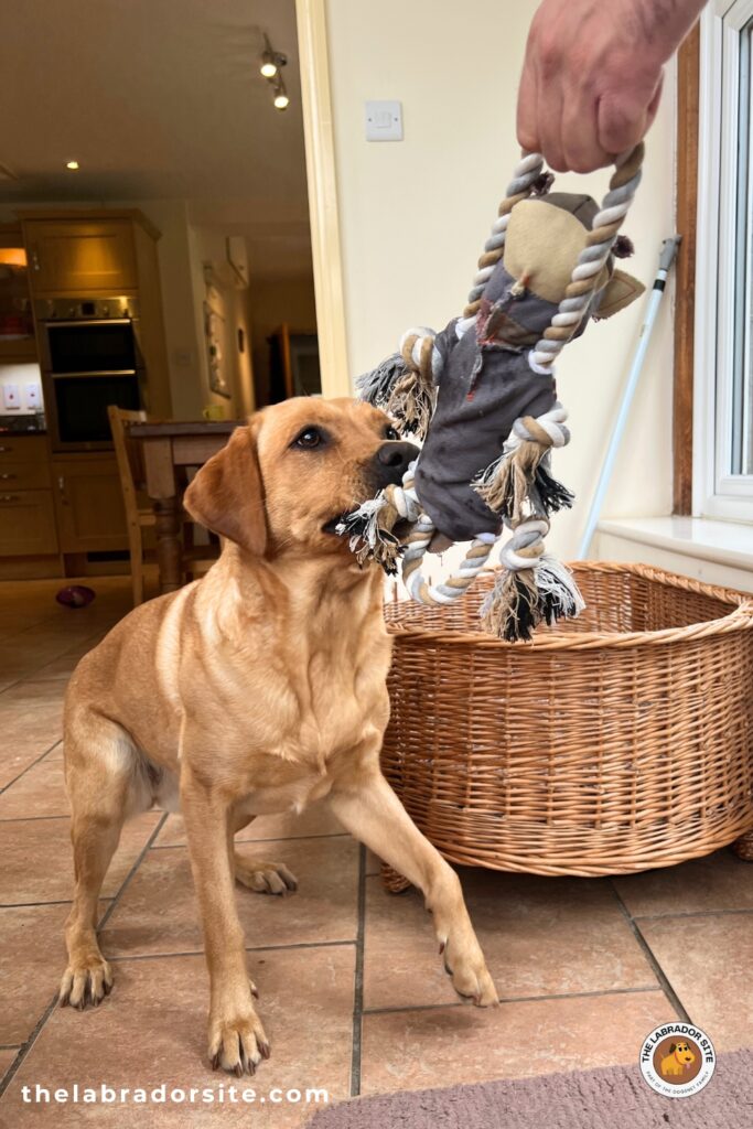 photo of a yellow lab playing tug with a toy