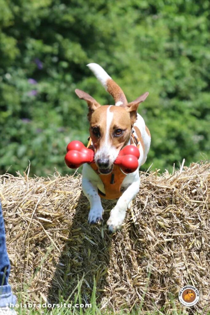 jack russell terrier jumping a straw bale with a kong bone in her mouth
