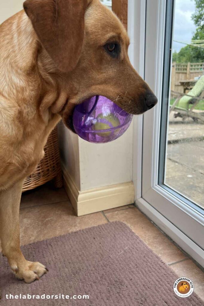 photo of yellow labrador holding a kong jumbler football
