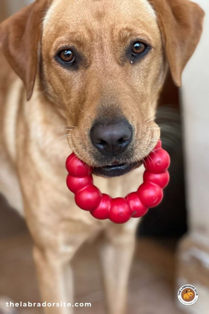 yellow labrador holding a Kong ring toy