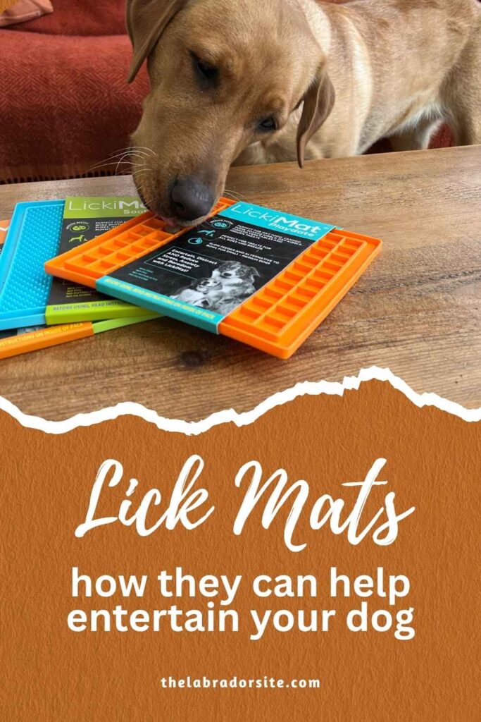 photo of a yellow lab looking at some likimats