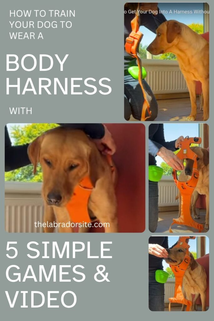 collage of photos of yellow lab being trained to wear a body harness