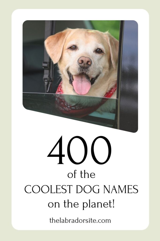 photo of a yellow lab looking out of a car window with text overlay that reads: 400 of the coolest dog names on the planet