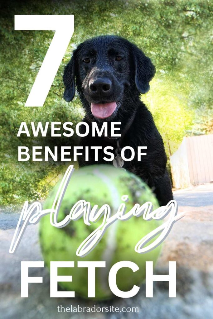 Photo of a yellow tennis ball in the foreground with a Black Labrador in the background and text overlay that reads: 7 awesome benefits of playing fetch