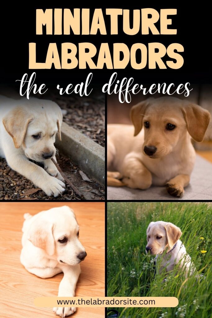 collage of four photos of yellow lab puppies