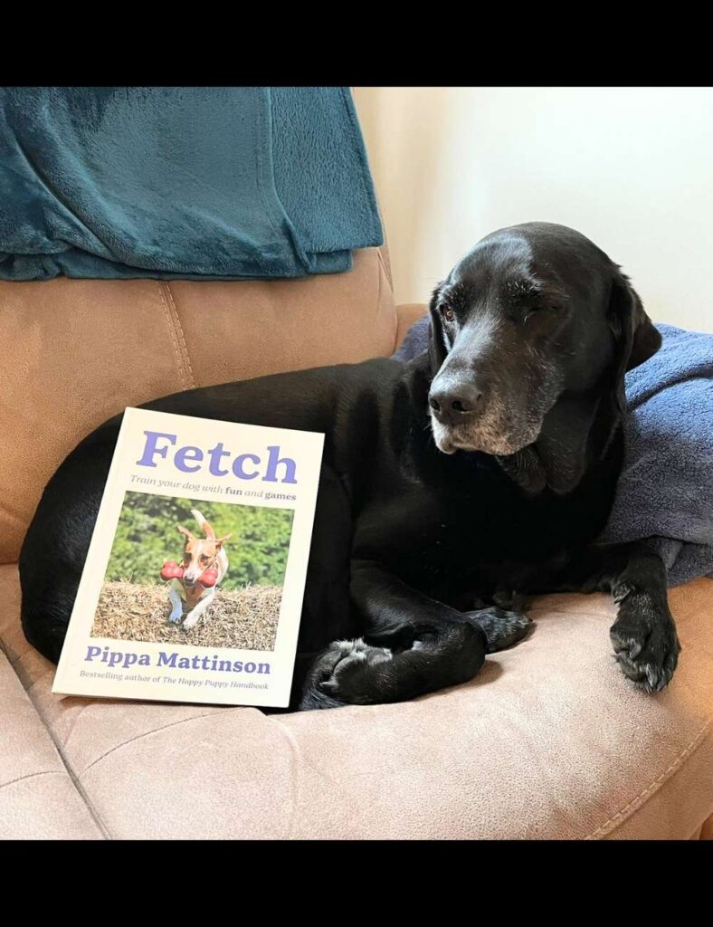 photo of a black labrador laying on a sofa with a copy of Fetch