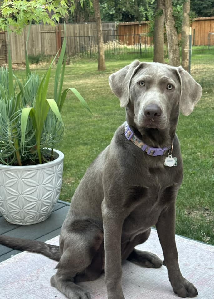 photo of a 7 months old silver Labrador outdoors
