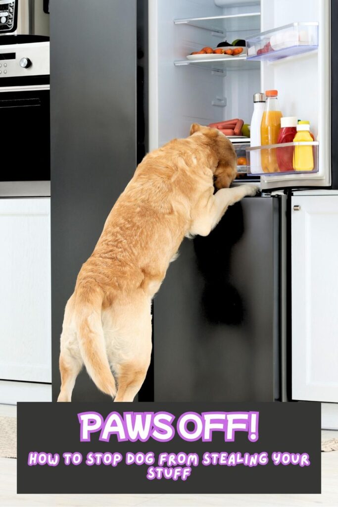 photo of a lab stealing food from a refrigerator