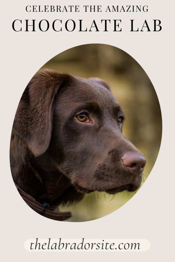portrait photo of a chocolate lab, head and shoulders with text above that reads: celebrate the amazing chocolate lab