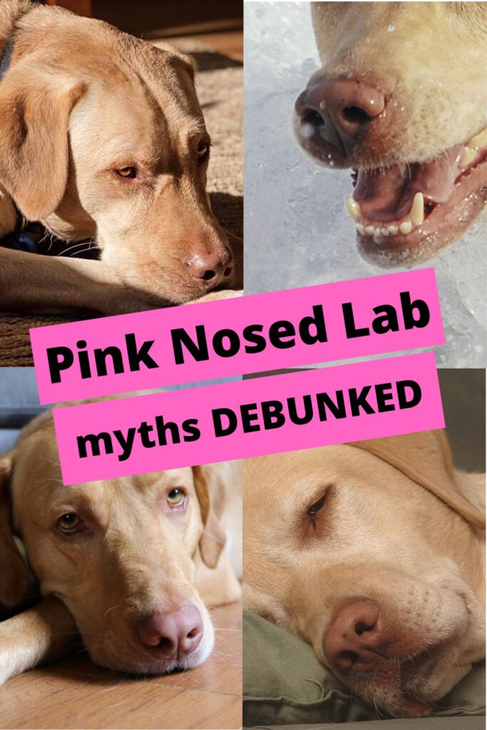 collage of four photos of Dudley labs with text overlay that reads: pink nosed lab myths debunked