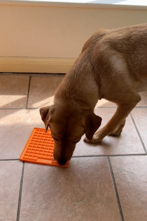 photo of yellow lab with orange playdate lickimat