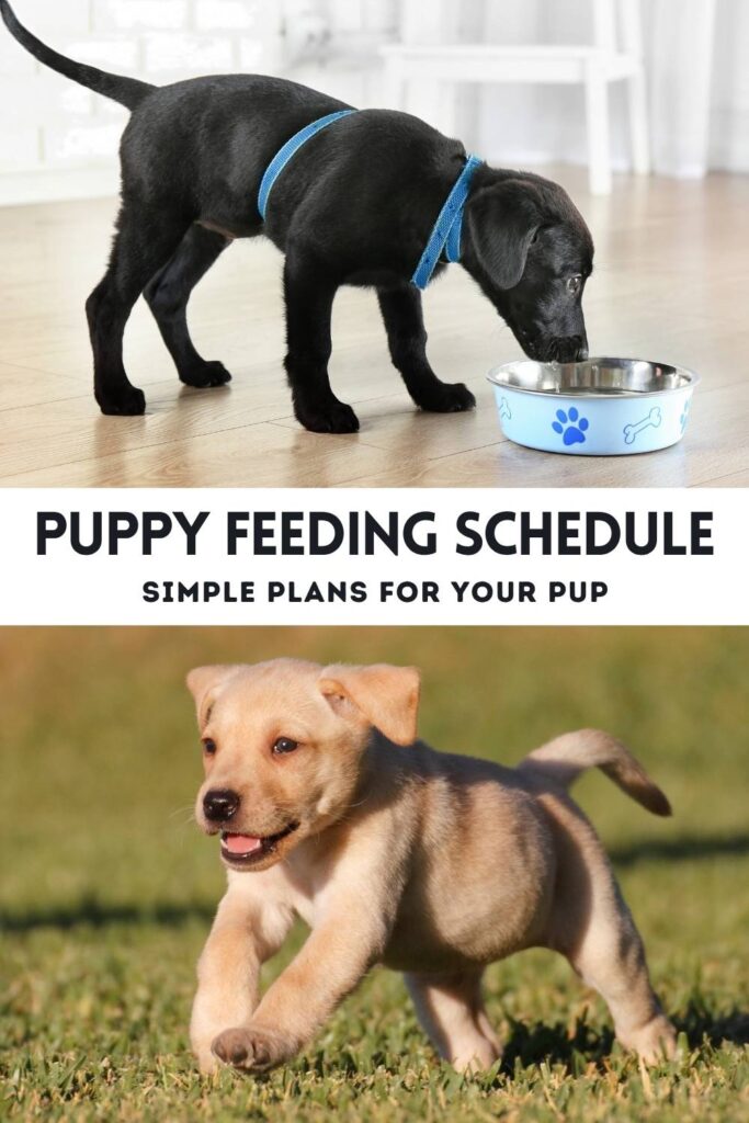 photo of a black lab puppy eating from a bowl above a photo of a yellow lab puppy running across grass