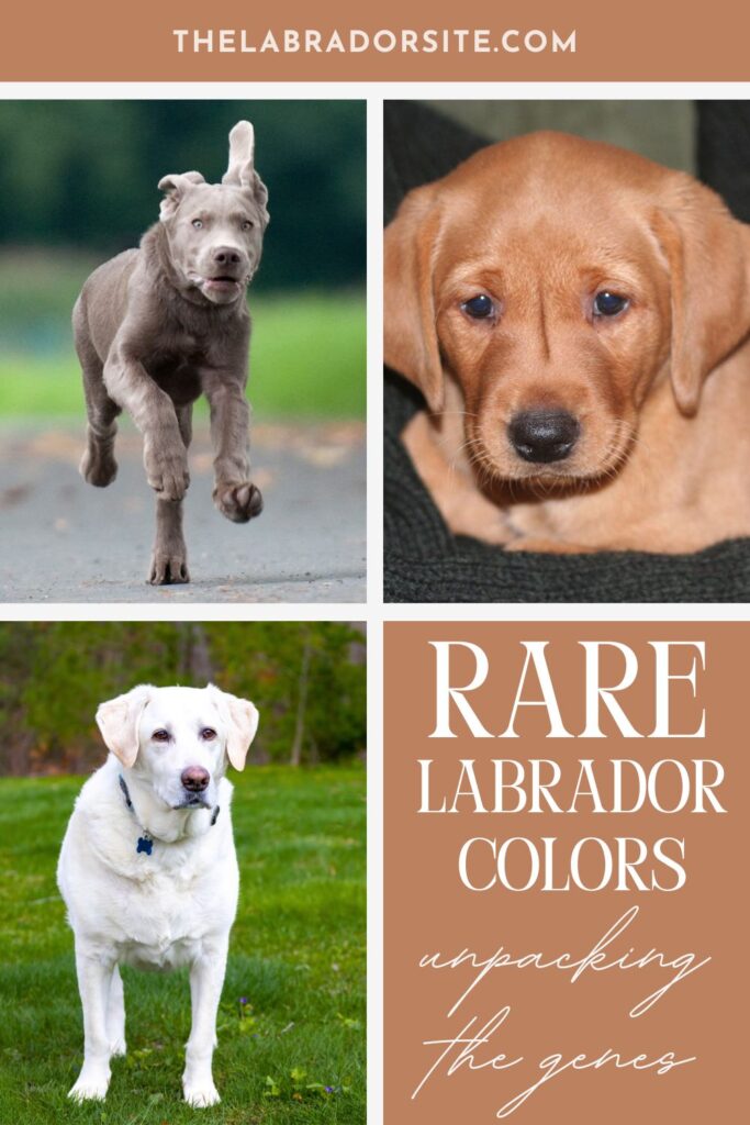 collage of 3 photos of labs of different colors
