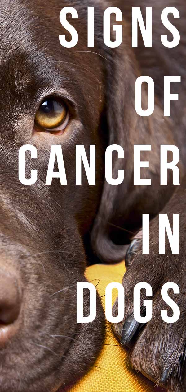 signs of cancer in dog