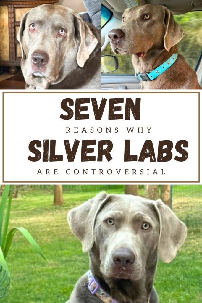 photos of Silver labs with text overly that reads: 7 reasons silver labs are controversial
