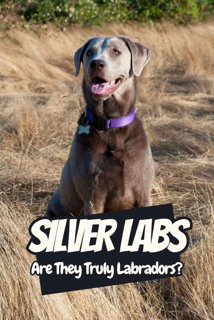 photo of a silver lab with text overlay that reads: Silver Labs are they truly labradors
