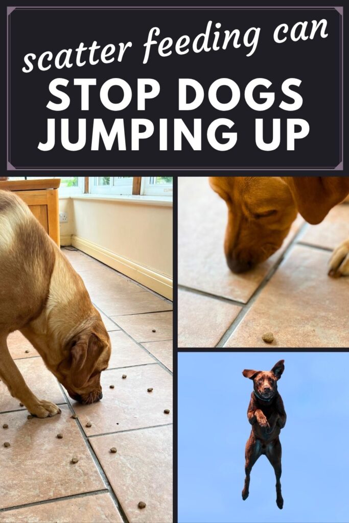 photos of lab eating treats off a tiled floor and a photo of a lab jumping in the air