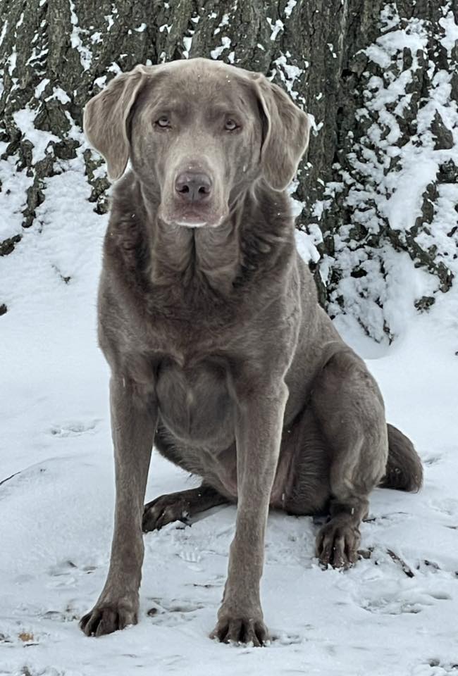 photo of adult silver Lab in the snow