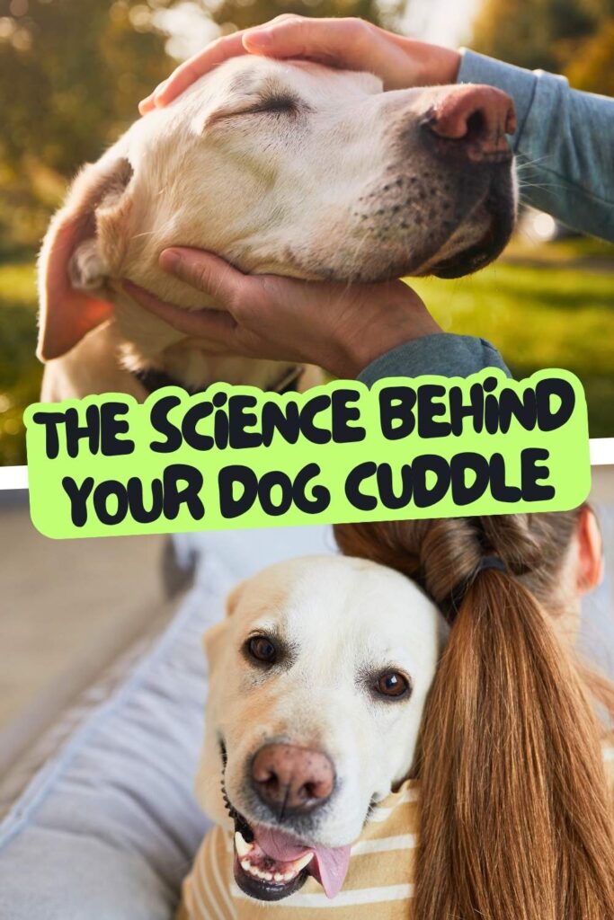 photos of yellow labs being petted