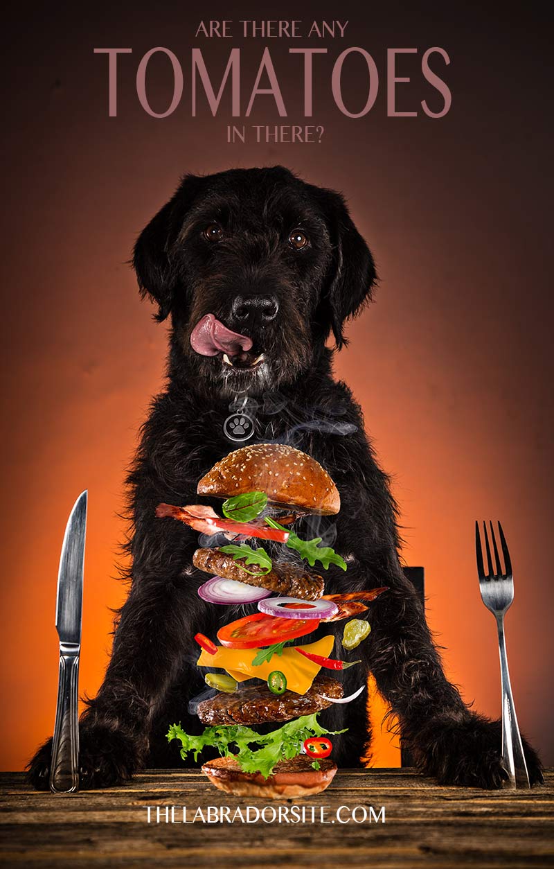 Are tomatoes good for dogs or bad. We find out.