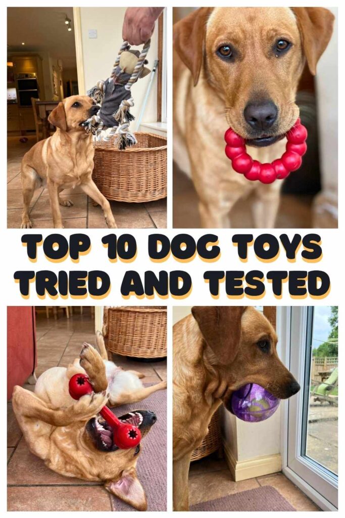 photos of a yellow labrador playing with her toys