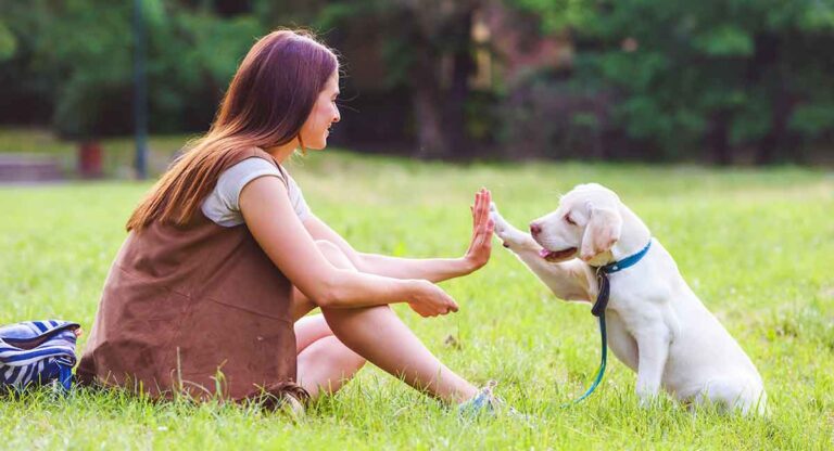 Dog Training Tips: 22 Great Ideas To Help You Train Your Lab