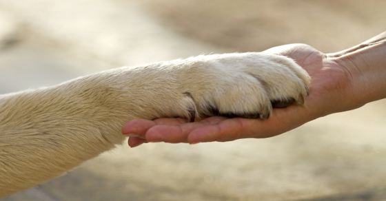 labrador high five