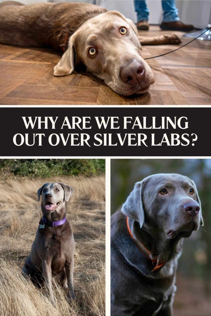 collage of three photos of silver labs