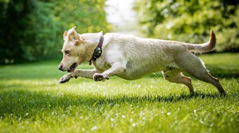 Dog Zoomies – Why Do Dogs Run Around Like They Are Crazy